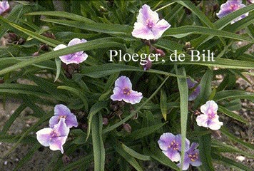 Tradescantia andersoniana 'Bilberry Ice' (73944)