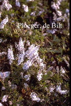 Veronica prostrata 'Blue Sheen'