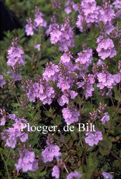 Veronica prostrata 'Mrs. Holt'