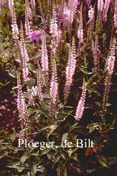 Veronica spicata 'Pink Damask'