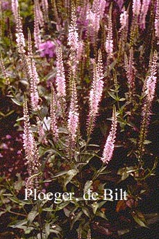 Veronica spicata 'Pink Damask' (73972)