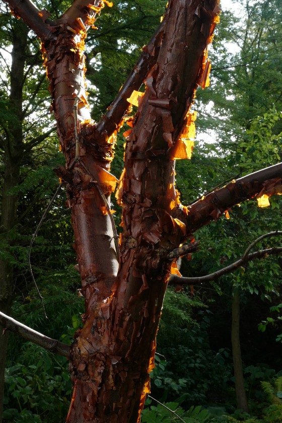 Acer griseum