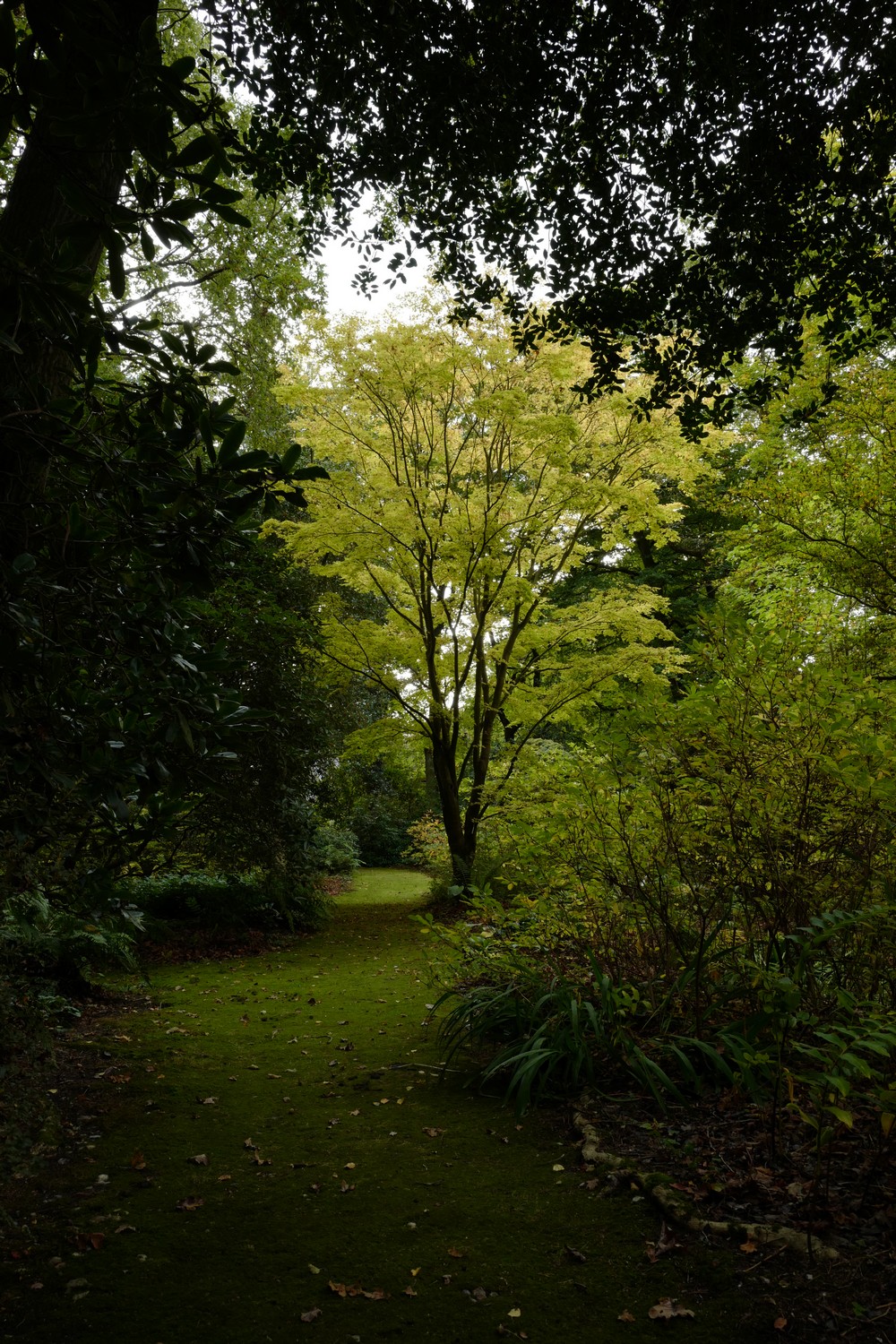 Acer palmatum 'Sango-kaku'
