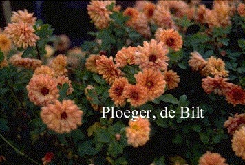 Dendranthema 'Herbstbrokat'