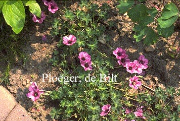 Geranium cinereum 'Lawrence Flatman'