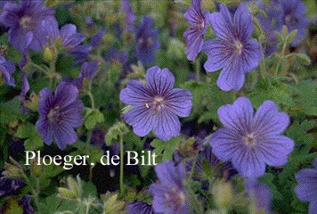 Geranium ibericum 'Rosemoor' (74319)