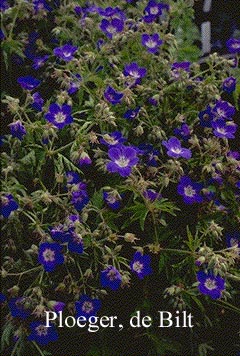 Geranium sylvaticum 'Amy Doncaster' (74332)