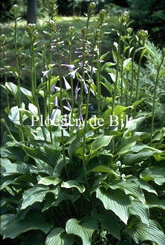 Hosta 'Tall Boy' (74402)