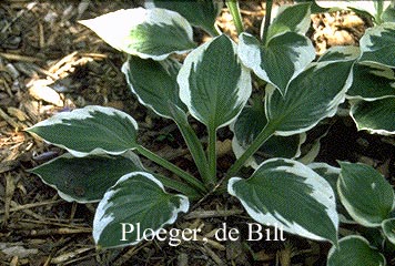Hosta fortunei 'Patriot'