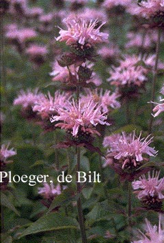 Monarda 'Comanche' (74547)