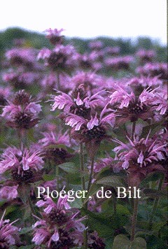 Monarda 'Mohawk' (74553)