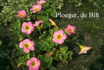 Oxalis inops (74594)