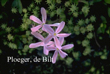 Phlox adsurgens 'Wagon Wheel'