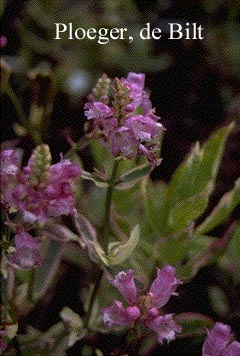 Physostegia virginiana 'Variegata'