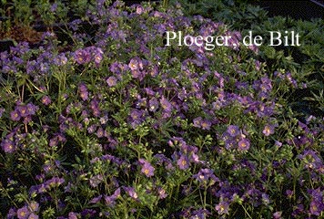 Polemonium caeruleum 'Lambrook Mauve' (74780)