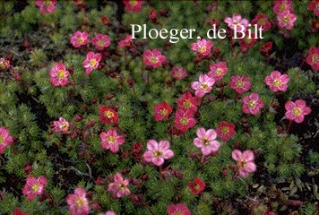 Saxifraga 'Peter Pan' (74858)