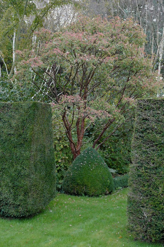 Acer griseum