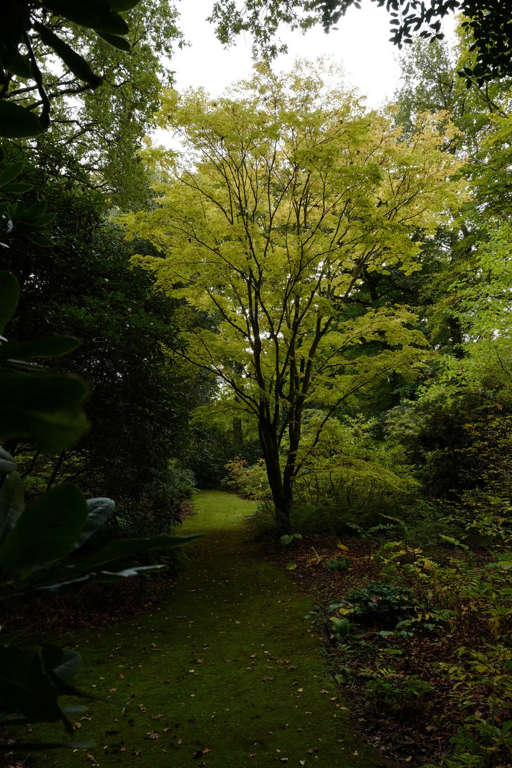 Acer palmatum 'Sango-kaku'