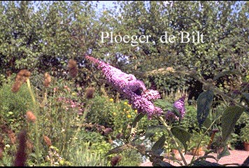 Buddleja davidii 'Ile de France' (75160)