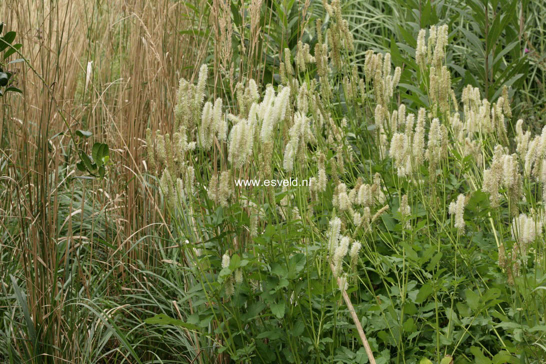 Plantentuin Esveld