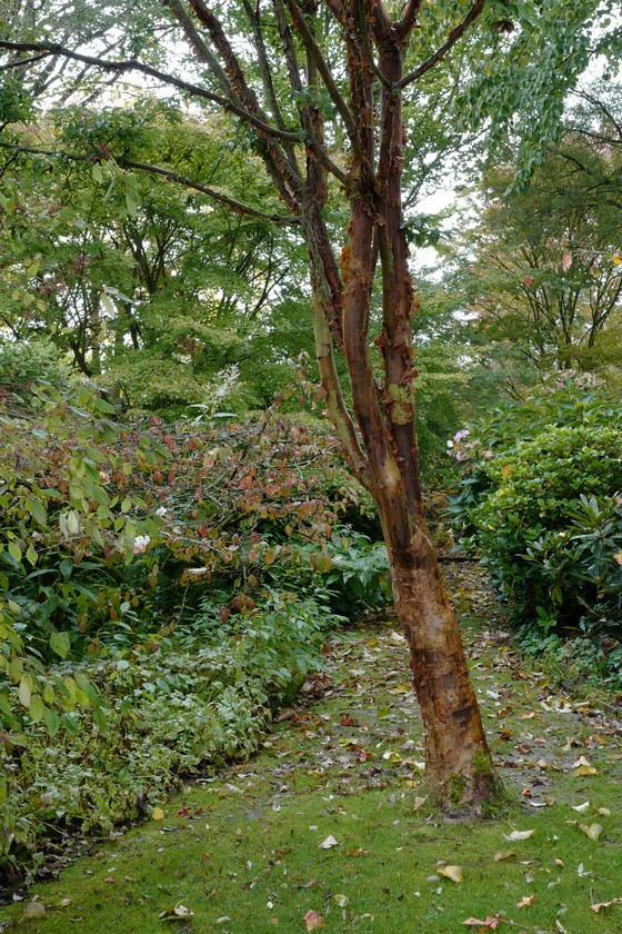 Acer griseum