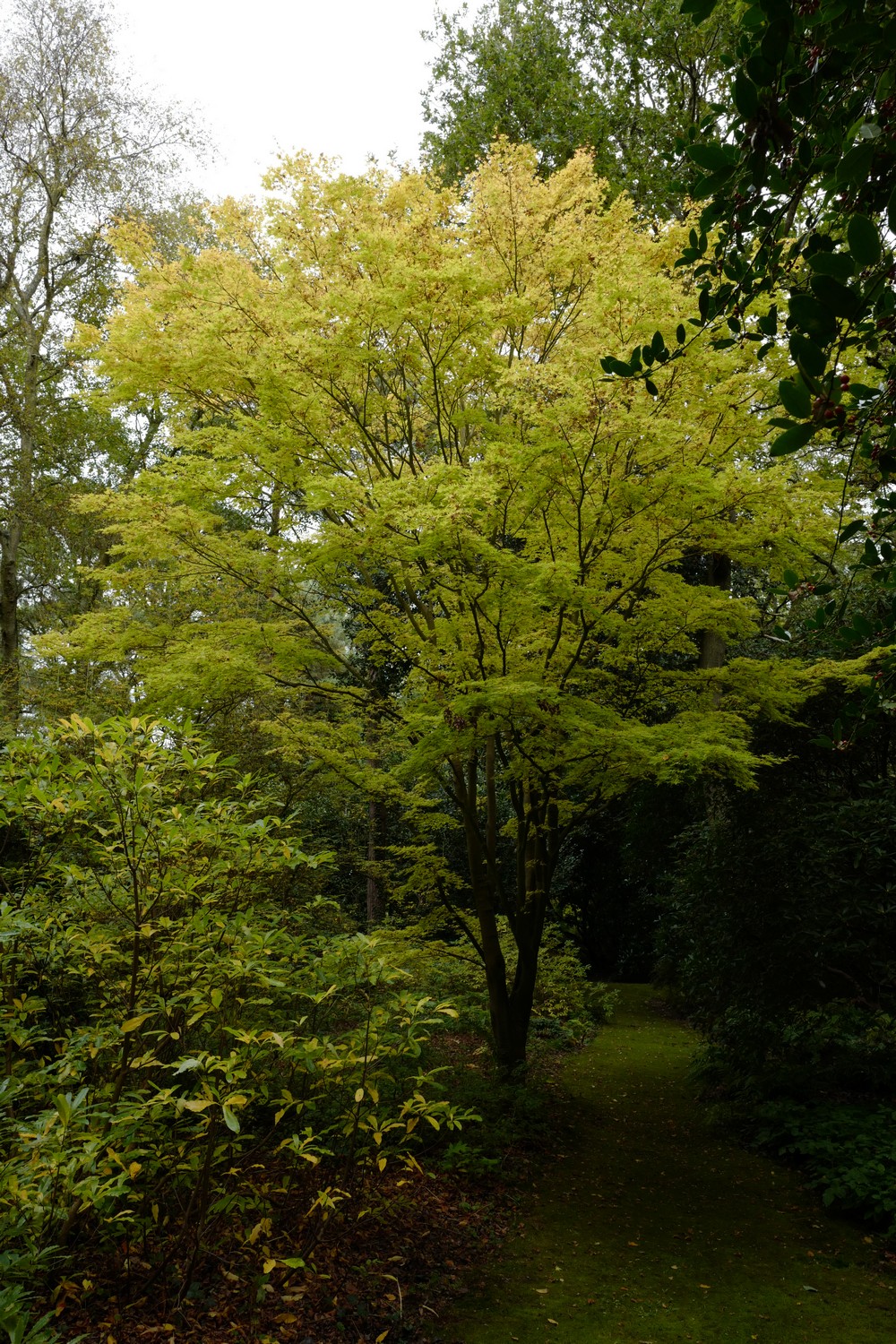 Acer palmatum 'Sango-kaku'