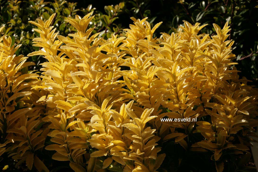 Euonymus japonicus 'Happiness' (76650)