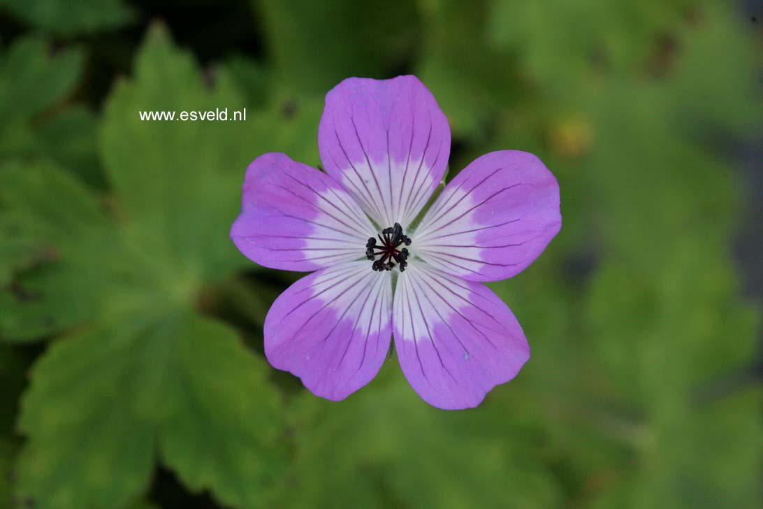 Geranium 'Sylvia's Surprise'