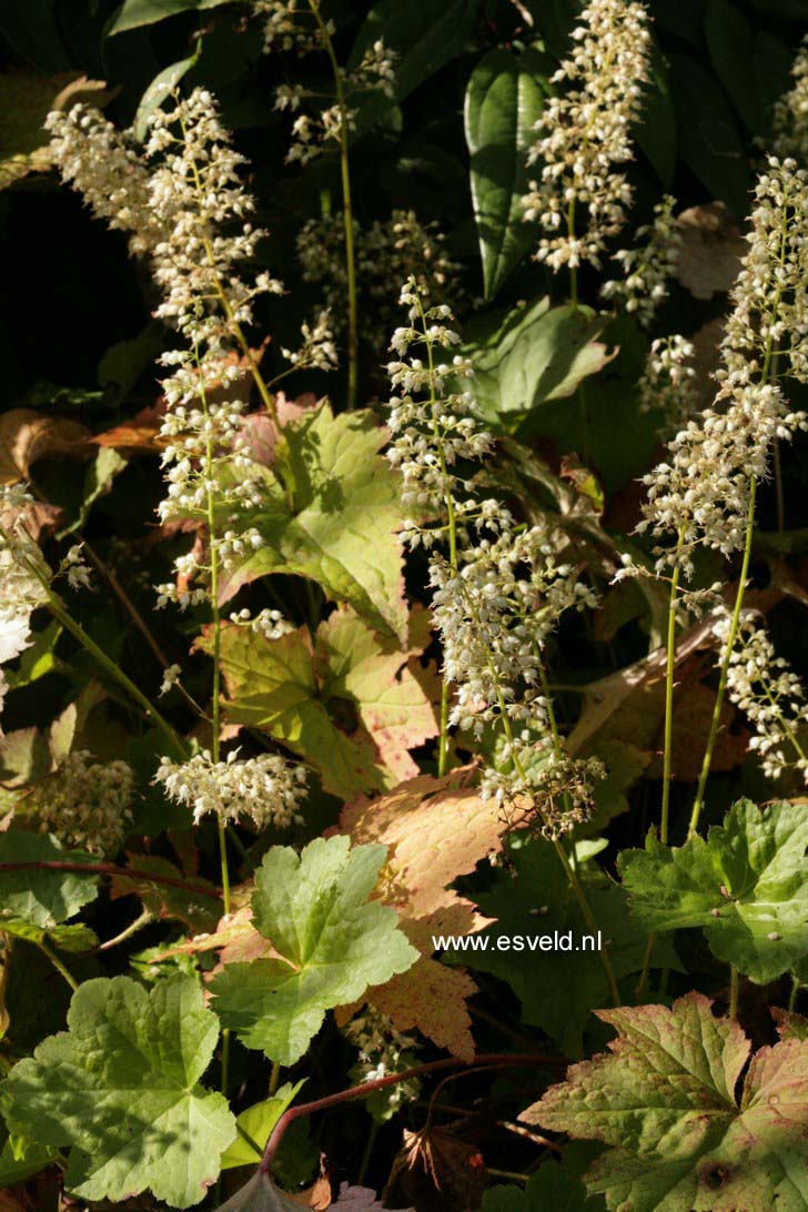Heuchera villosa 'Chantilly' (76679)