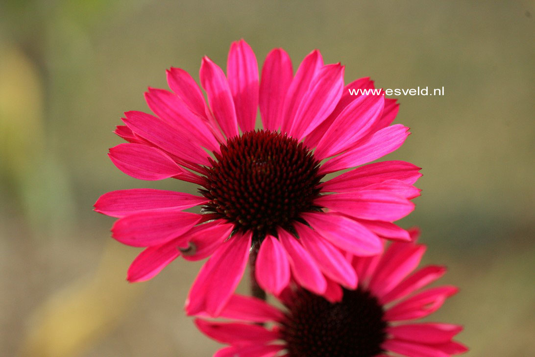 Echinacea purpurea 'Summer Cloud'
