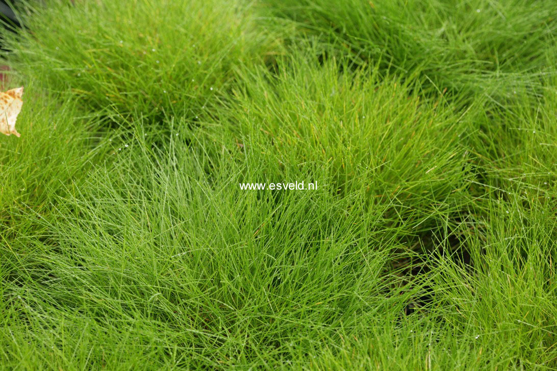 Festuca gautieri 'Pic Carlit' (76907)