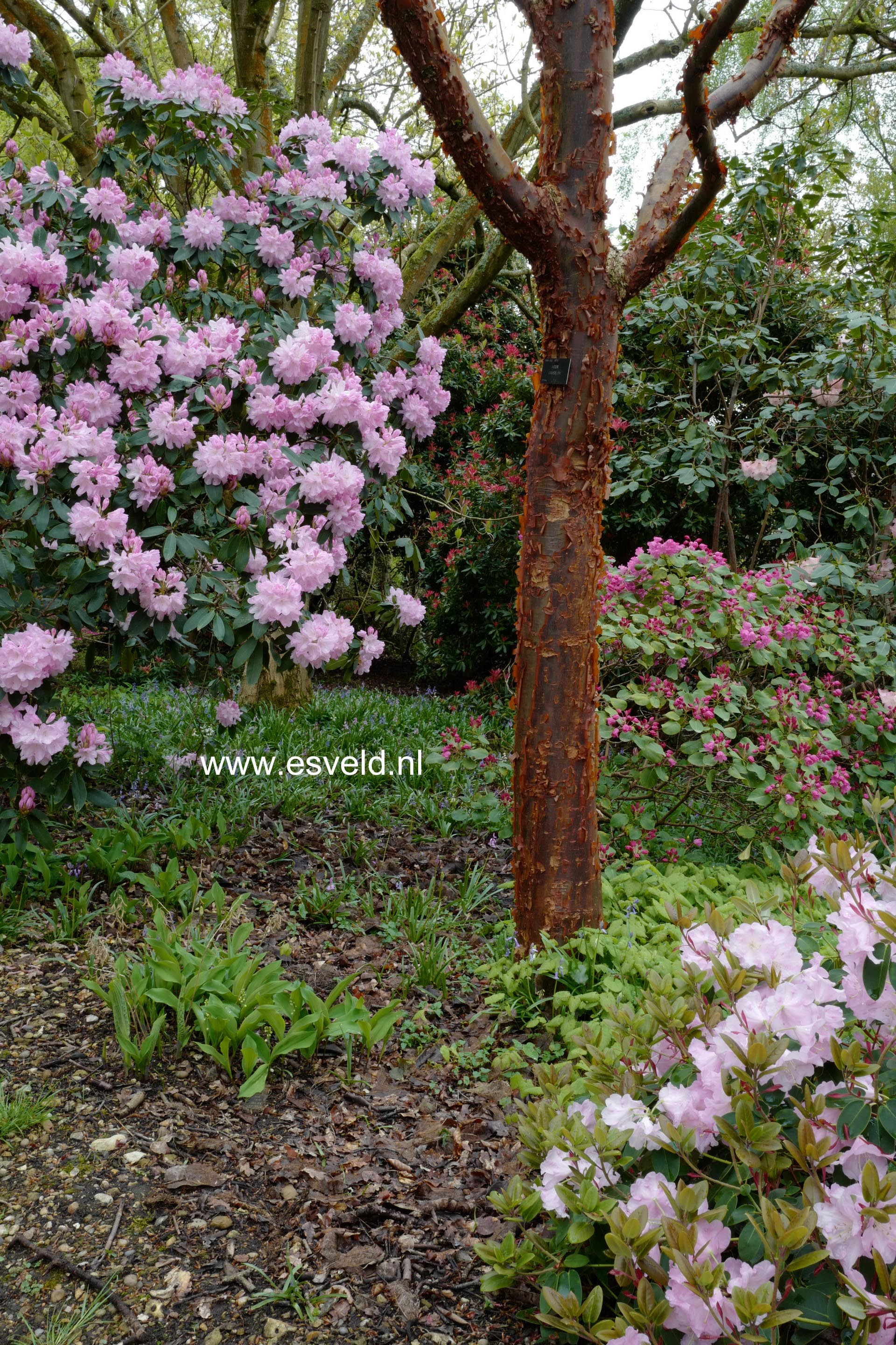 Acer griseum