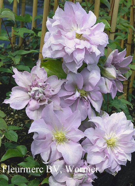 Clematis 'Louise Rowe' (77015)