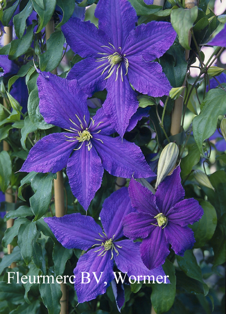 Clematis 'Rhapsody' (77035)