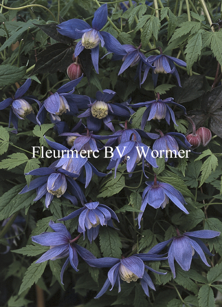 Clematis 'Frankie'