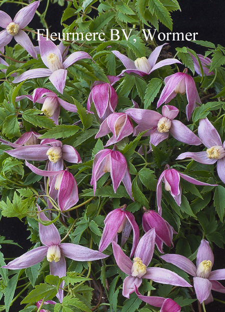 Clematis 'Rosy Pagoda' (77065)