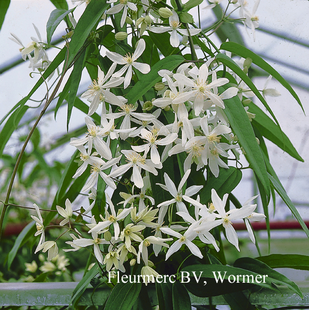 Clematis armandii 'Snowdrift' (77069)