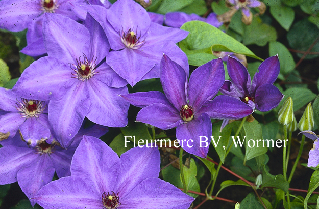 Clematis 'Elsa Spaeth' (77103)