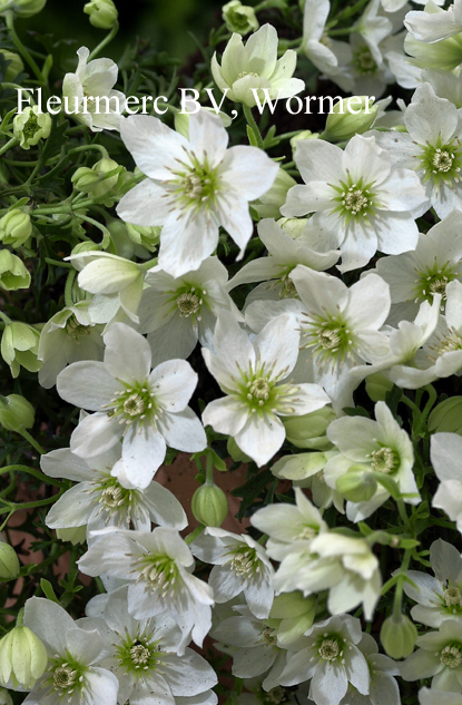 Clematis 'Joe'