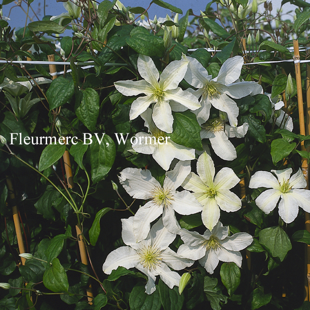 Clematis 'John Huxtable' (77114)