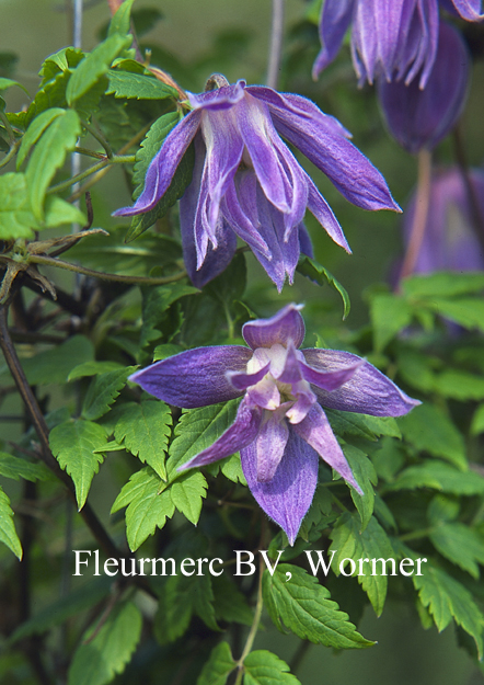 Clematis 'Wesselton' (77134)