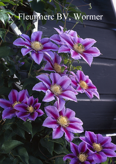 Clematis 'Barbara Jackman' (77154)
