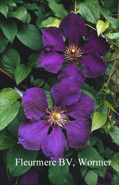 Clematis 'Gipsy Queen' (77174)