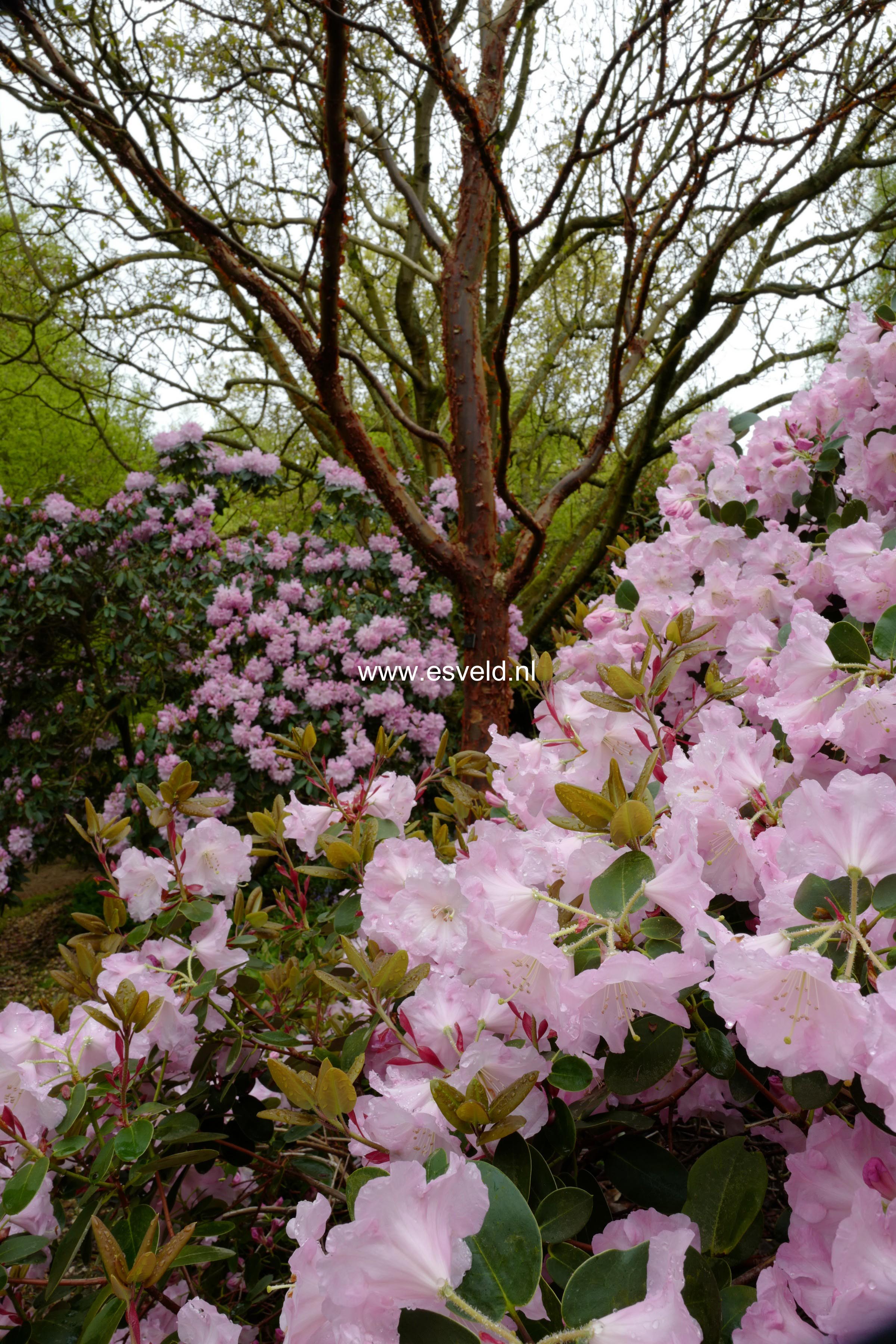 Acer griseum