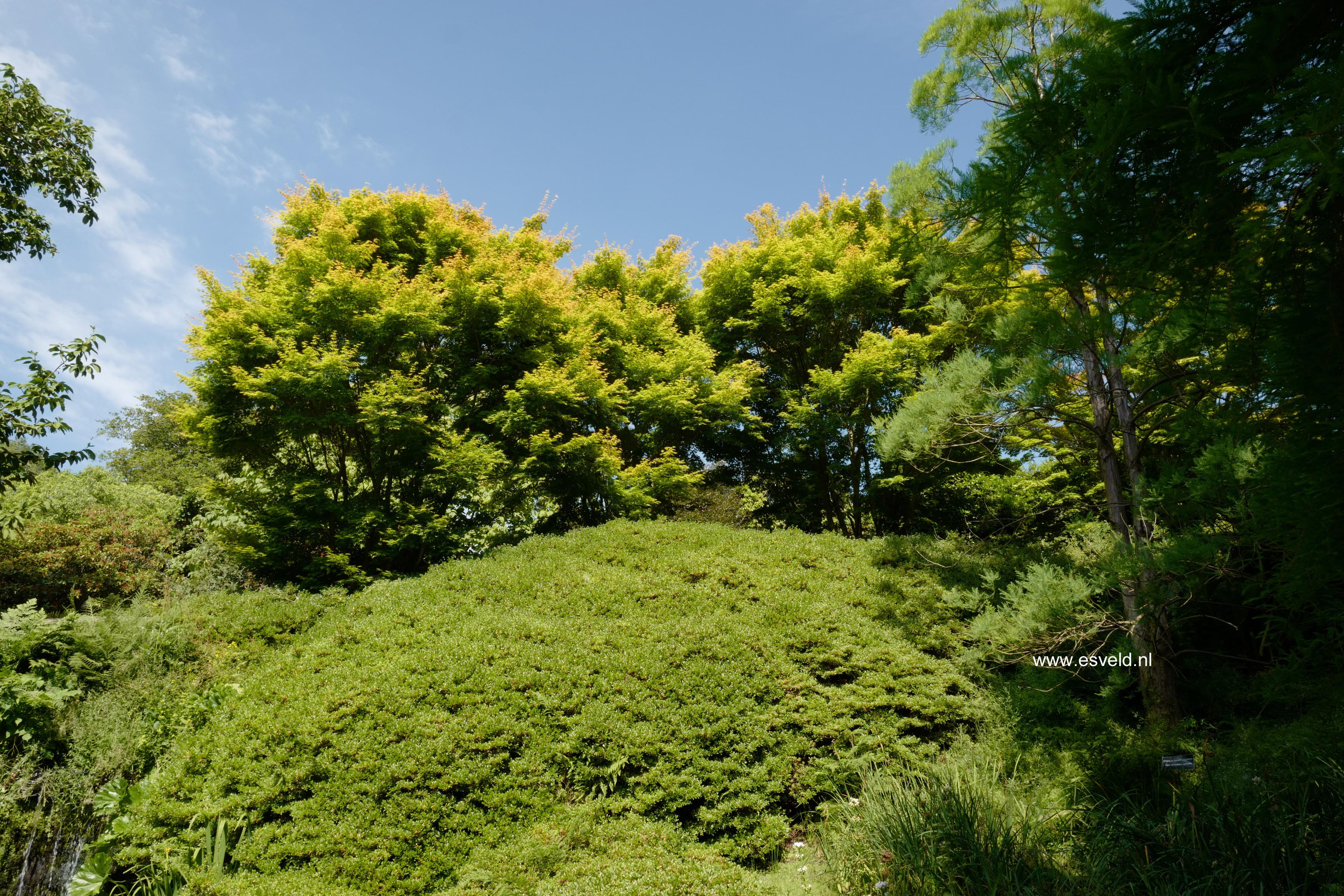 Acer palmatum 'Sango-kaku'