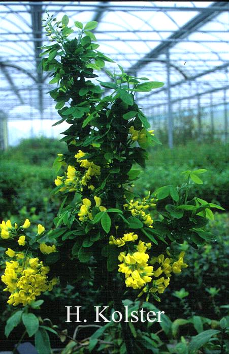 Laburnum anagyroides alschingeri (78477)