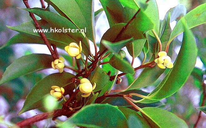Kadsura japonica (78618)