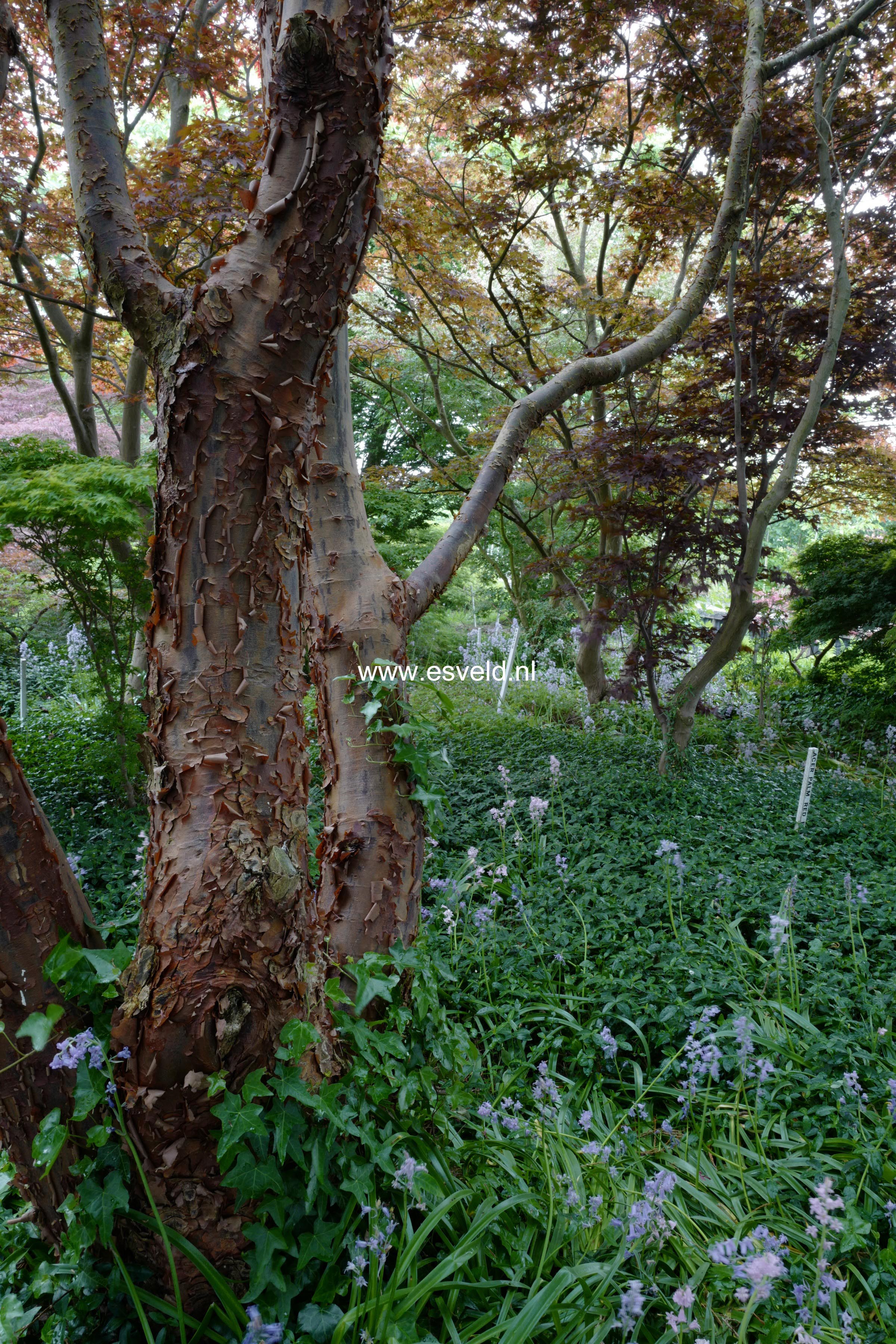 Acer griseum