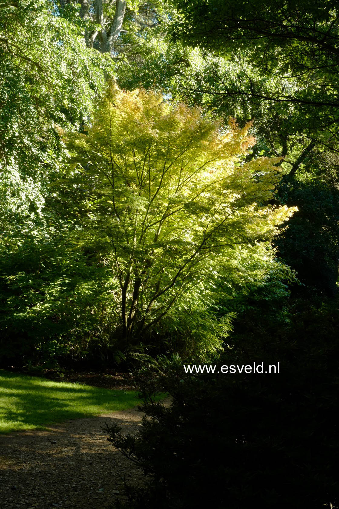 Acer palmatum 'Sango-kaku'
