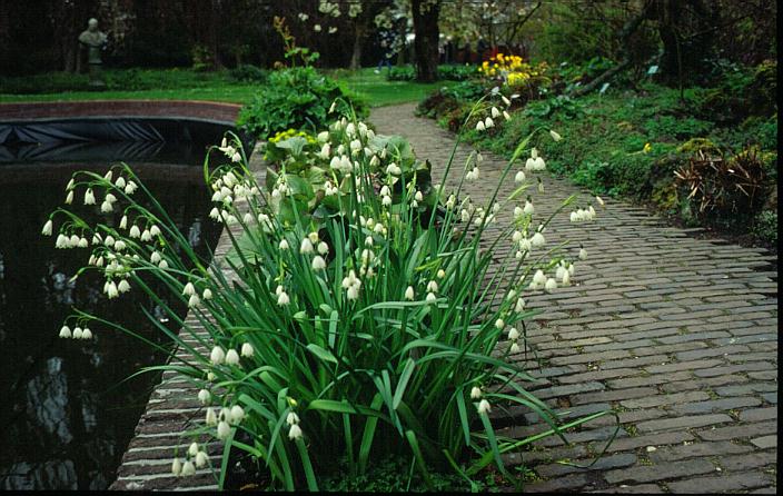 Leucojum autumnale
